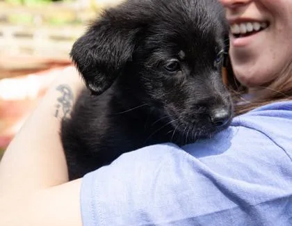 A baby small-sized female German Shepherd Dog dog named Viper for adoption in West Chester, PA