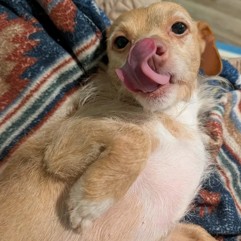 Lulu