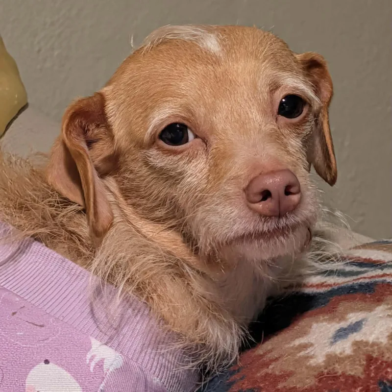 Lulu thumbnail 4