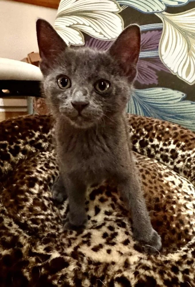 A baby medium-sized male Domestic Short Hair cat named Basil for adoption in Lafayette, CO