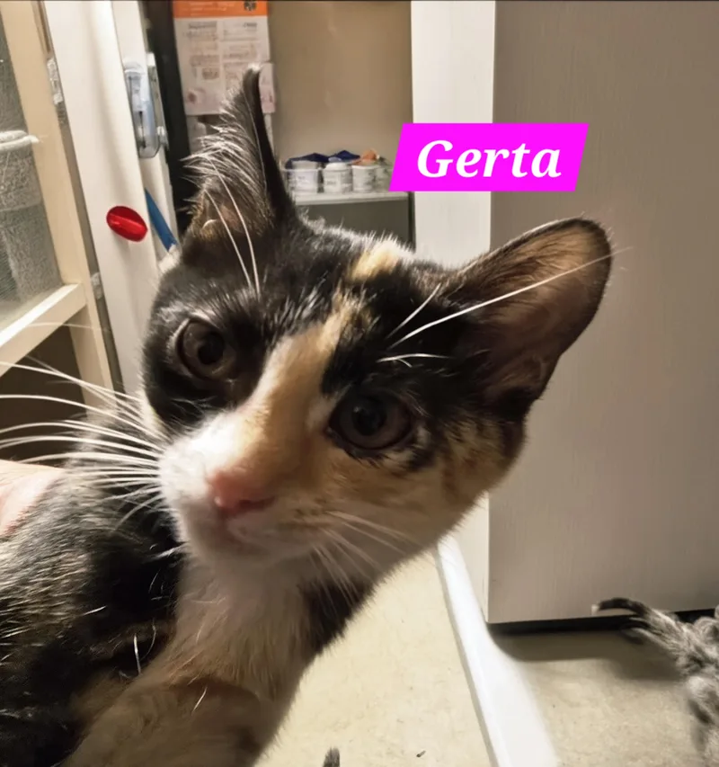A baby medium-sized female Tortoiseshell cat named Gerta for adoption in Buena Vista, VA
