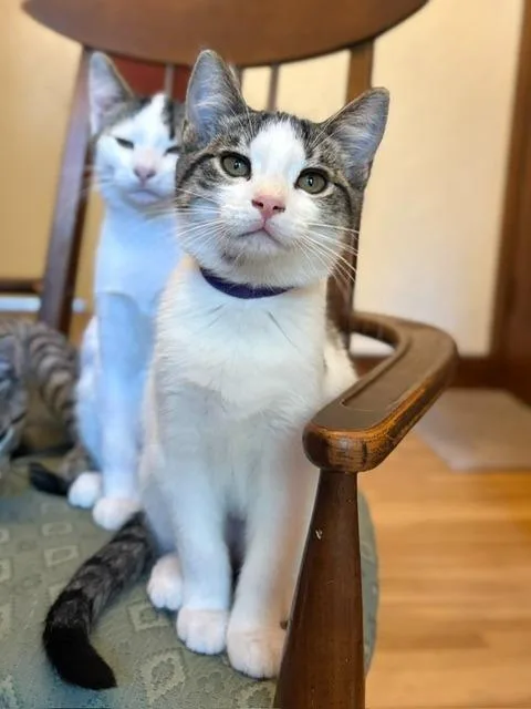 A baby medium-sized female Domestic Short Hair cat named Anita for adoption in Minneapolis, MN