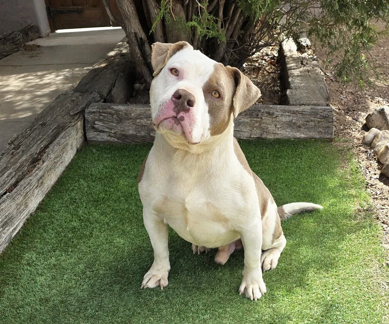 Talented Mr Troy = thumbnail 2