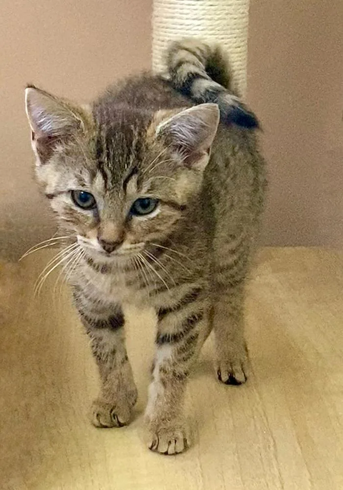 A baby small-sized female Brown / Chocolate Domestic Short Hair cat named Cheetara for adoption in Chalfont, PA