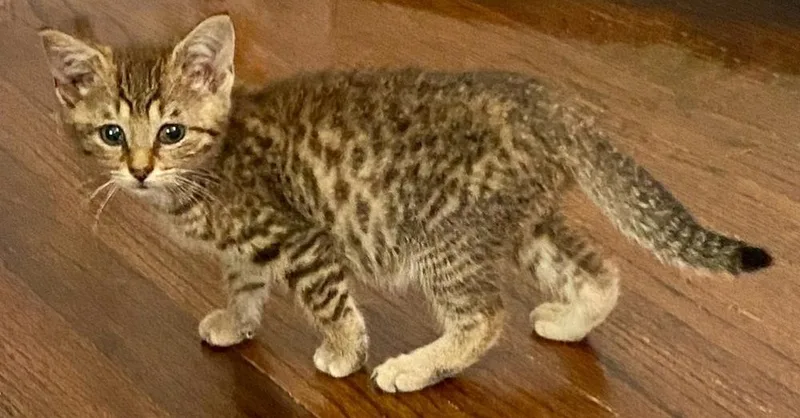Cheetara thumbnail 4