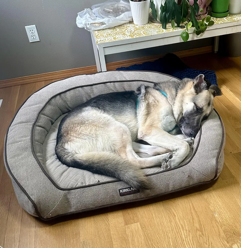 A senior large-sized male German Shepherd Dog dog named Max for adoption in lynnwood , WA