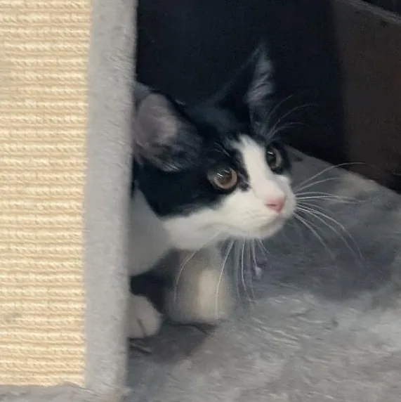 A baby small-sized male Black & White / Tuxedo Domestic Short Hair cat named Cheese Curl for adoption in Reisterstown, MD