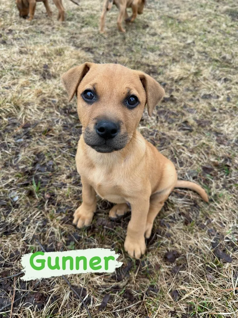 Gunner