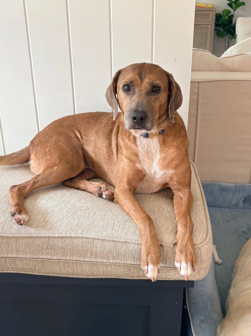 A senior medium-sized female Labrador Retriever dog named May for adoption in Chesapeake, VA