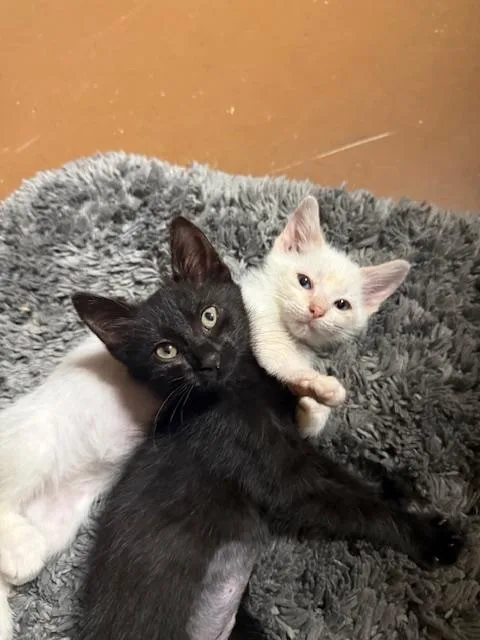 A young medium-sized female Flame Point Domestic Medium Hair cat named Eclipse & Orion for adoption in Soddy Daisy, TN