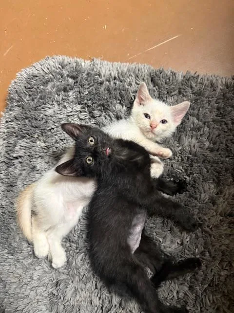 Eclipse & Orion thumbnail 3