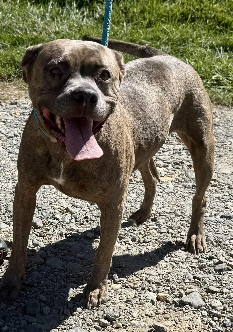 An adult medium-sized female Pit Bull Terrier dog named Girlie Girl for adoption in Sparta, NC