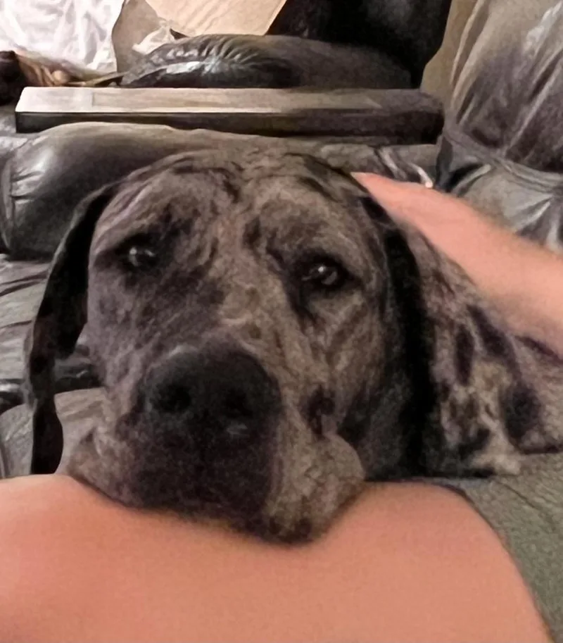 A young large-sized female Great Dane dog named Minnie for adoption in Albany, IL