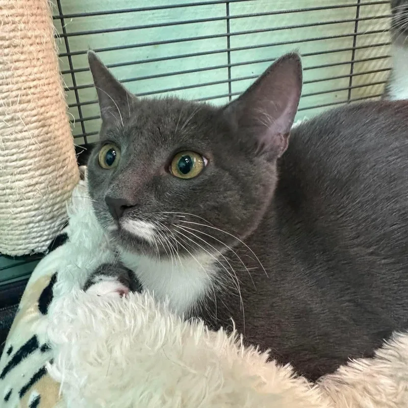 A baby small-sized male Tabby (Gray / Blue / Silver) Domestic Short Hair cat named Atticus Lincoln & George for adoption in Bellmawr, NJ