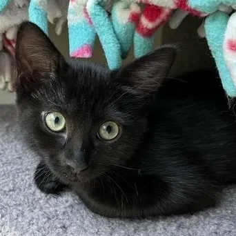 A baby medium-sized female Black Bombay cat named Astrid Cute And for adoption in Hoquiam, WA