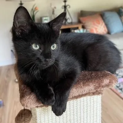 Astrid  Cute And thumbnail 2