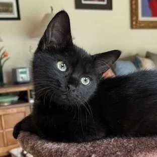 Astrid  Cute And thumbnail 3