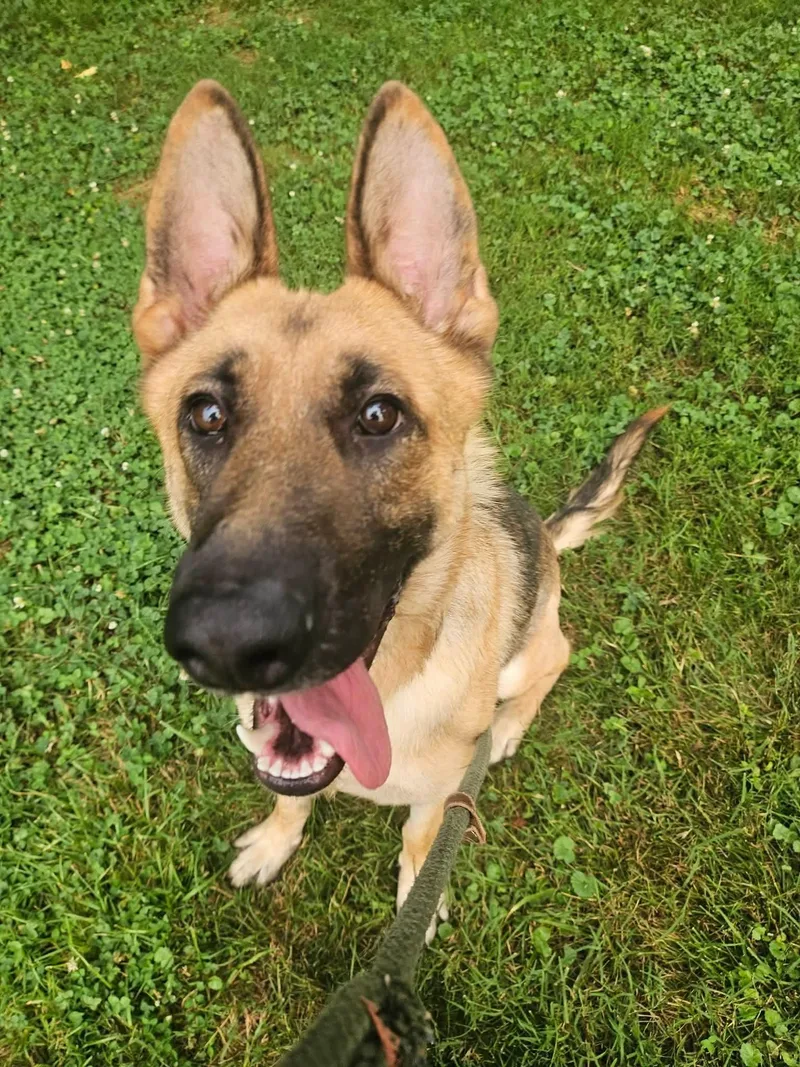 An adult medium-sized female Black German Shepherd Dog dog named Angel for adoption in Culpeper, VA