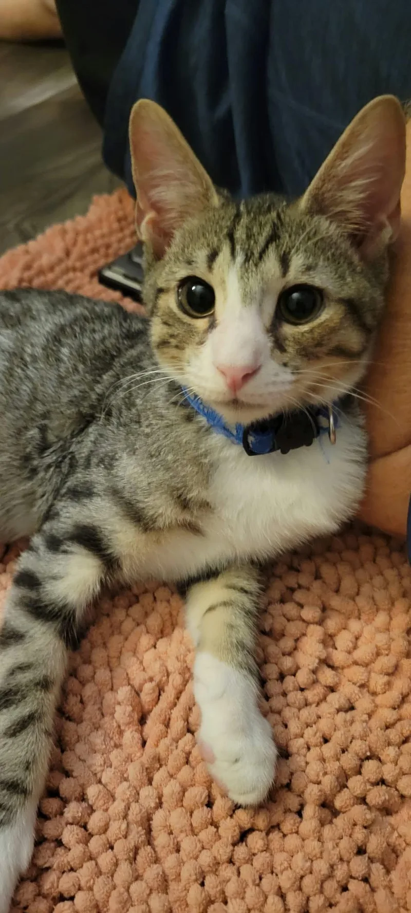 A young medium-sized male Domestic Short Hair cat named Fernando for adoption in Charleston, SC
