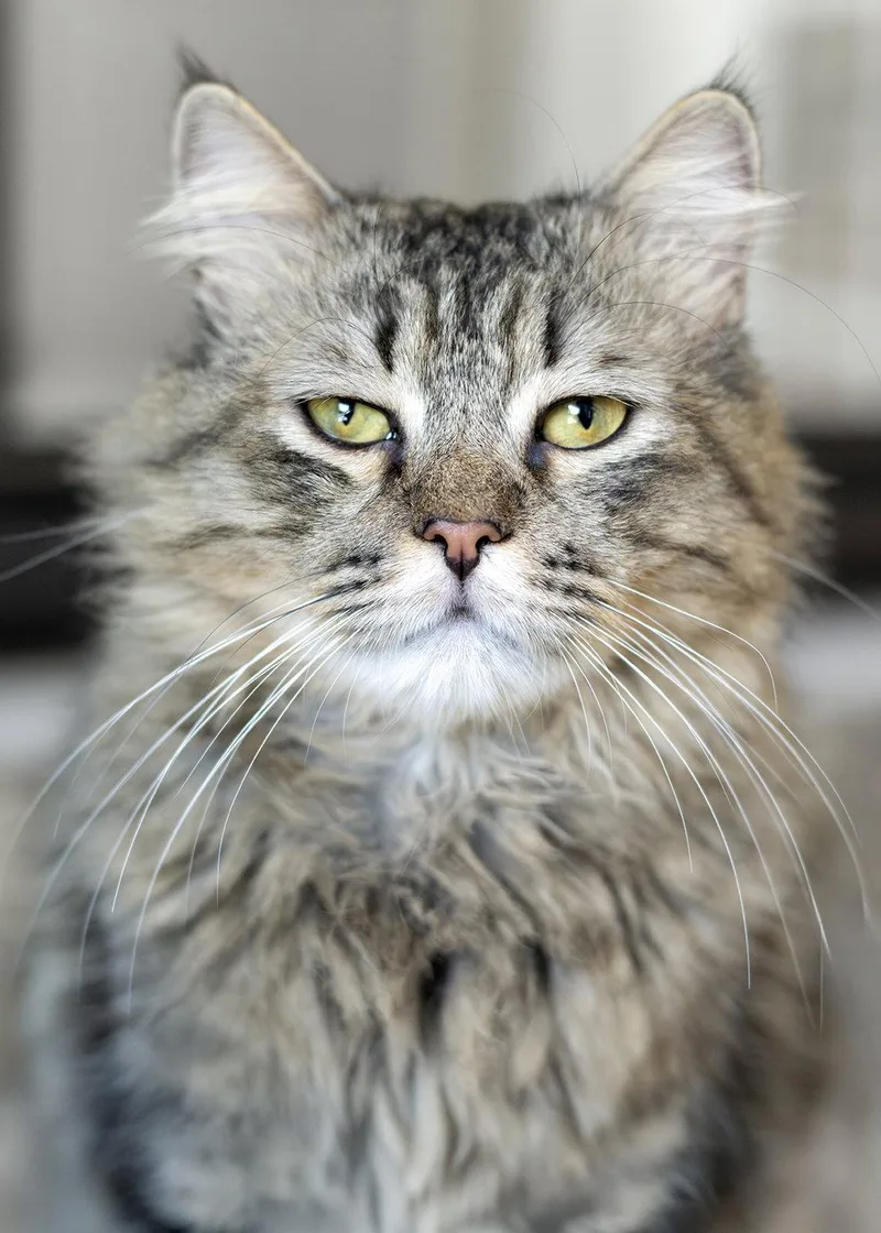 An adult medium-sized male Maine Coon cat named Halley Q for adoption in Buford, GA