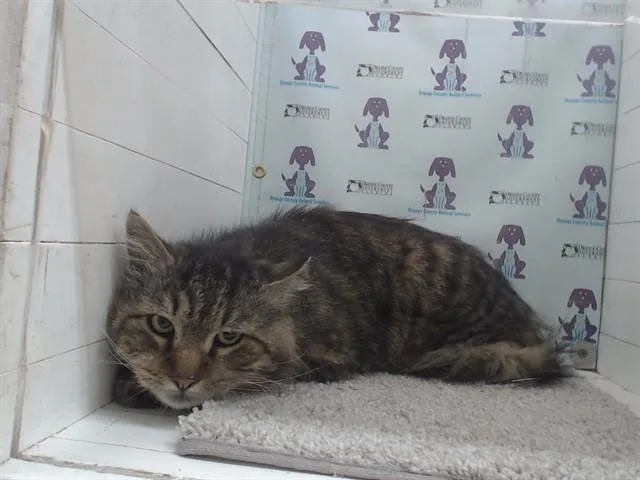 An adult small-sized male Maine Coon cat named Tom for adoption in Orlando, FL