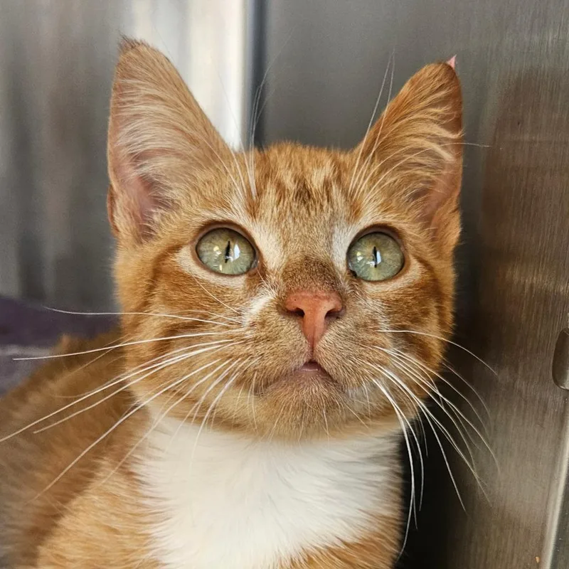 A baby small-sized male Domestic Short Hair cat named Gill for adoption in Barron, WI