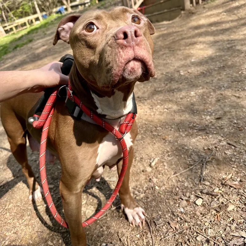 An adult medium-sized female Brown / Chocolate Pit Bull Terrier dog named Luna for adoption in West Chester, PA