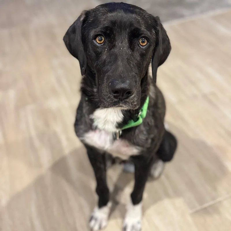 A young large-sized female Brindle Pointer dog named Amber for adoption in Houston, TX