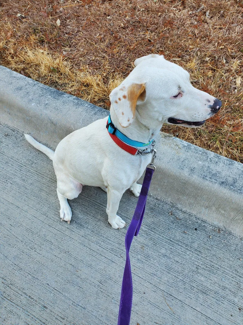 An adult large-sized female Labrador Retriever dog named Atty for adoption in McKinney, TX