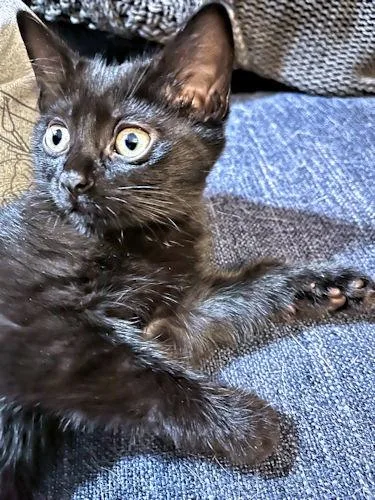 A baby medium-sized female Black Domestic Short Hair cat named Cannoli for adoption in Rutherfordton, NC