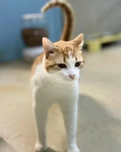 A young large-sized female Domestic Short Hair cat named Artemis for adoption in River Ridge, LA