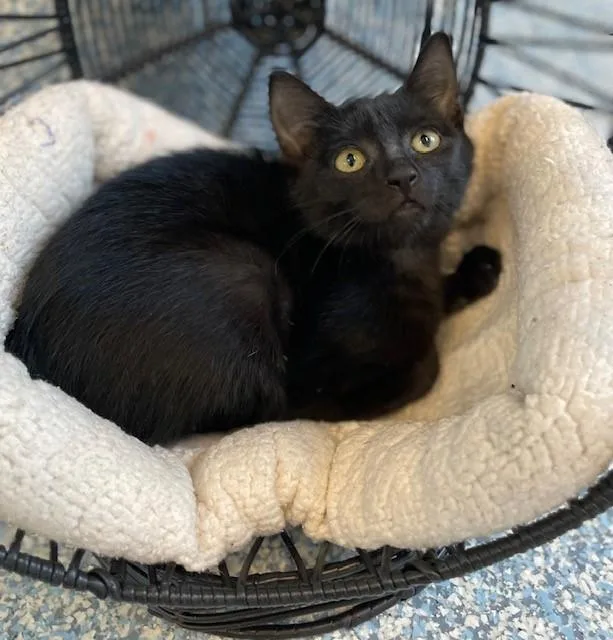 A baby medium-sized female Black Domestic Short Hair cat named Peppercorn for adoption in Stafford, VA