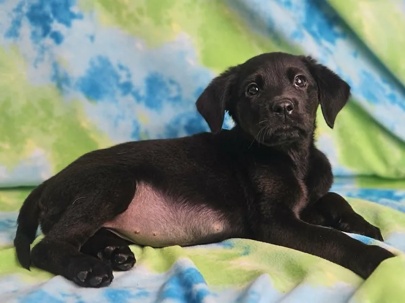 A baby large-sized female Black Rottweiler dog named Biscuitsngravy for adoption in East Sparta, OH