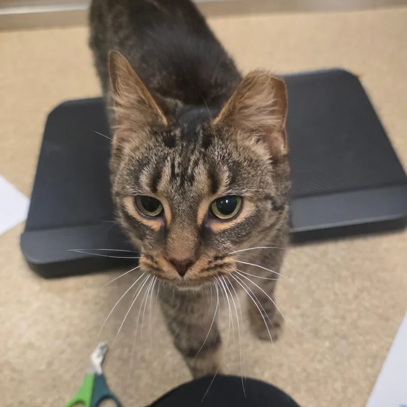 An adult small-sized female Brown / Chocolate Domestic Short Hair cat named Scribble for adoption in Bristol, IN