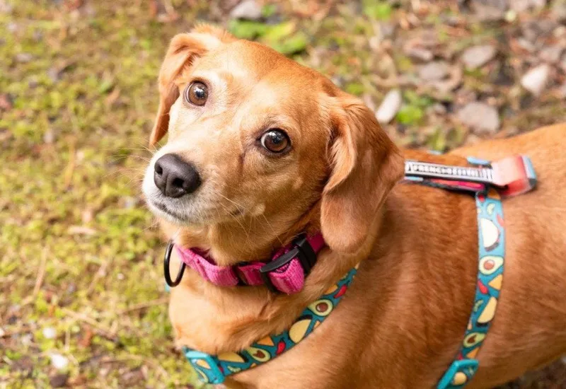 An adult small-sized female Dachshund dog named Blanche for adoption in Ellijay, GA