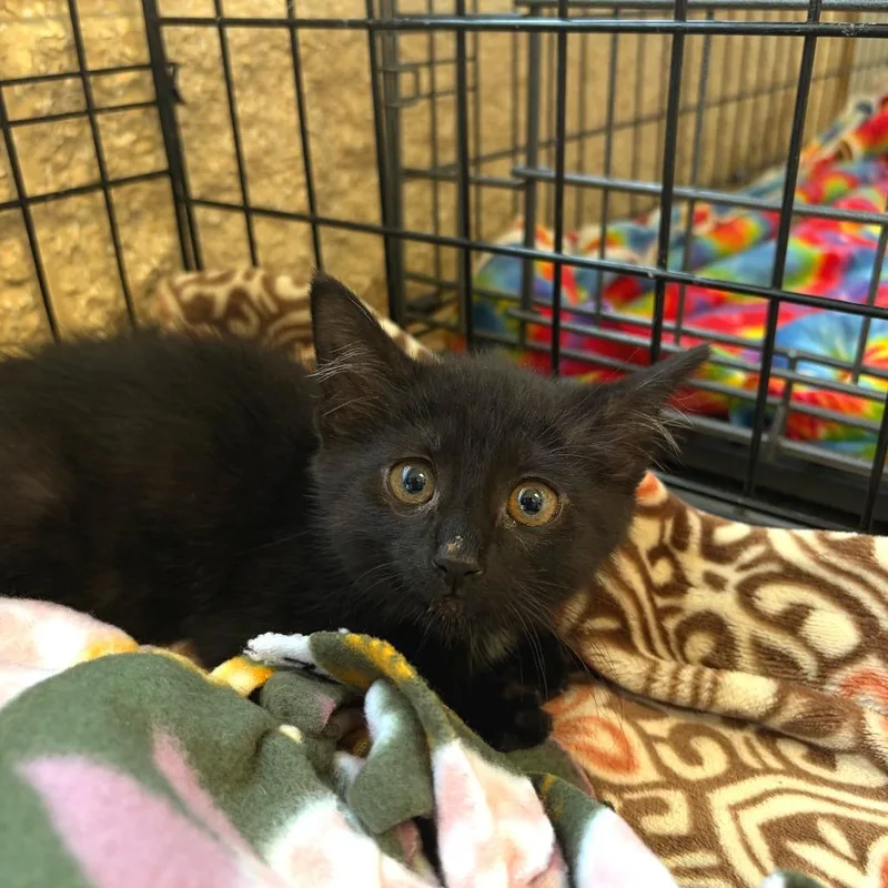 A baby small-sized female Black Domestic Short Hair cat named Torta for adoption in Deerfield, IL