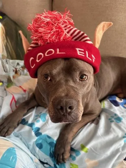 An adult medium-sized male Pit Bull Terrier dog named Whalebert for adoption in Fishers, IN