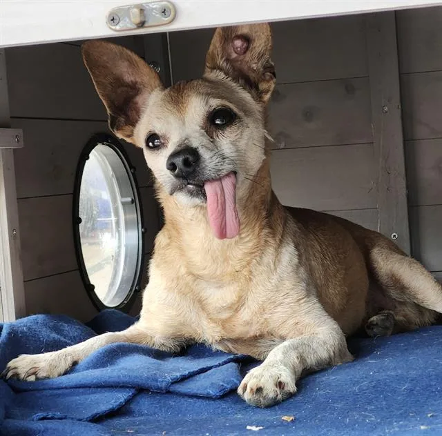 An adult small-sized male Chihuahua dog named Herbie for adoption in San Antonio, TX