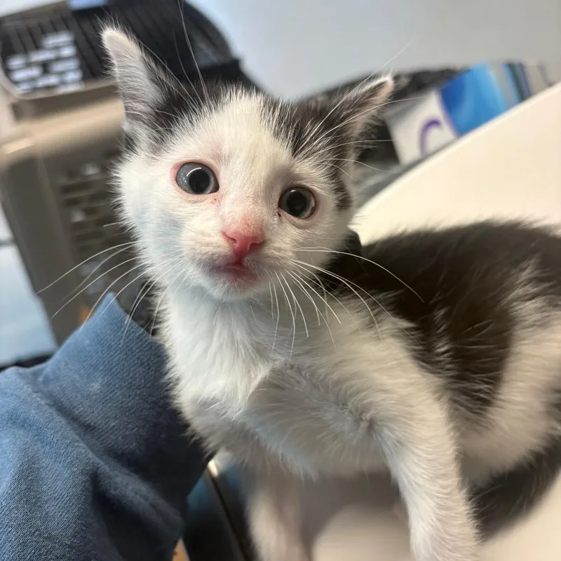 A baby small-sized female Black Domestic Short Hair cat named Celestial for adoption in Huntington, WV