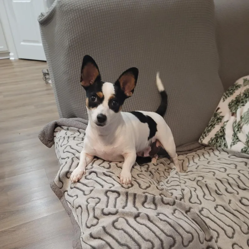 An adult small-sized female Chihuahua dog named Alina for adoption in Myrtle Beach, SC