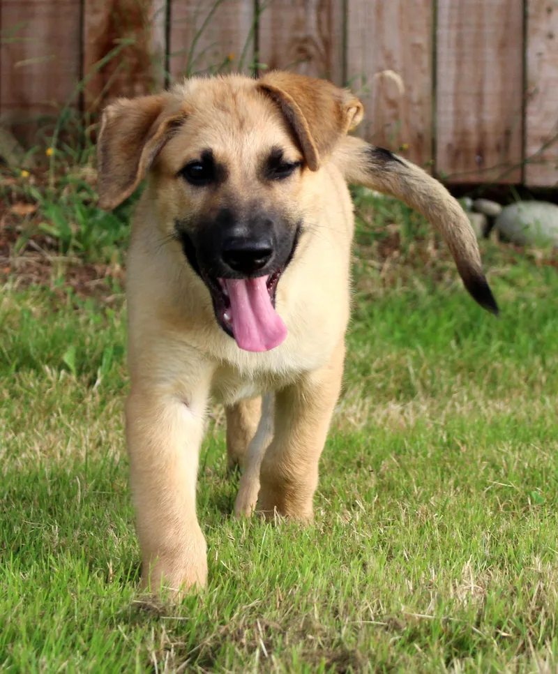 A baby large-sized male Yellow / Tan / Blond / Fawn German Shepherd Dog dog named Oakland for adoption in Silvana, WA