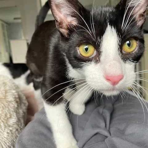 Runty  Female Teen thumbnail 2