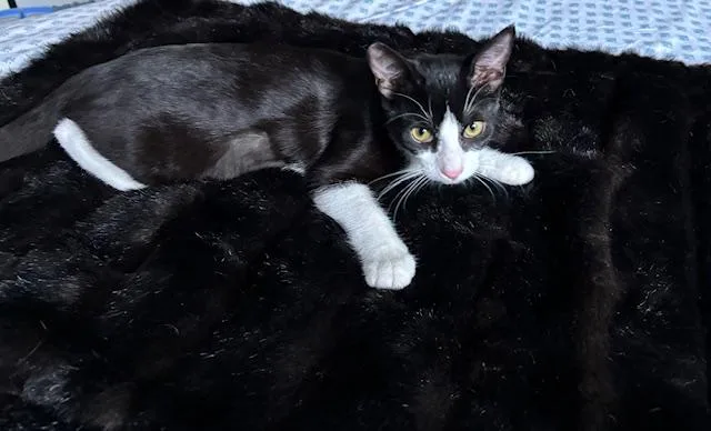 Runty  Female Teen thumbnail 3