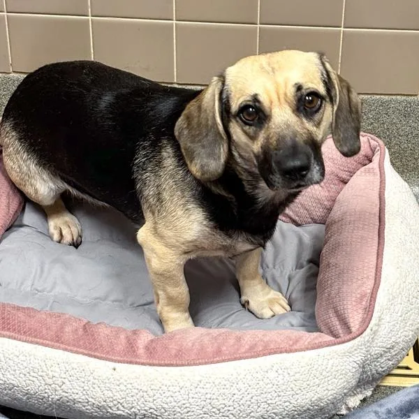 An adult small-sized female Beagle dog named Missy for adoption in Des Moines, IA