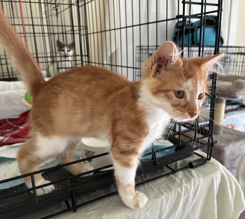 A baby medium-sized female Orange & White Domestic Short Hair cat named Ginger for adoption in Dawson, GA