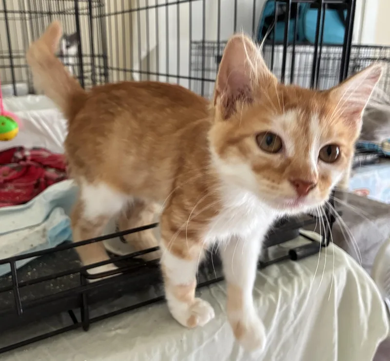 Ginger thumbnail 2
