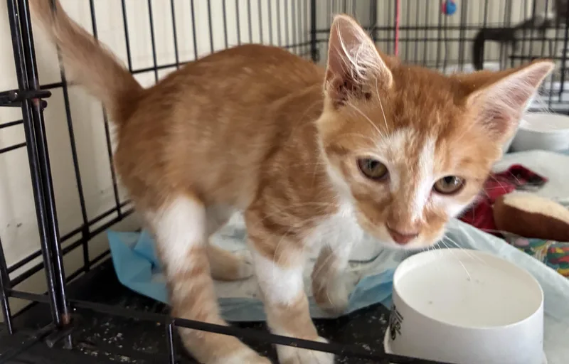 Ginger thumbnail 3