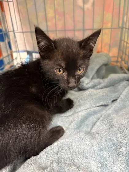 A baby small-sized male Domestic Short Hair cat named Loki for adoption in Gainesville, FL