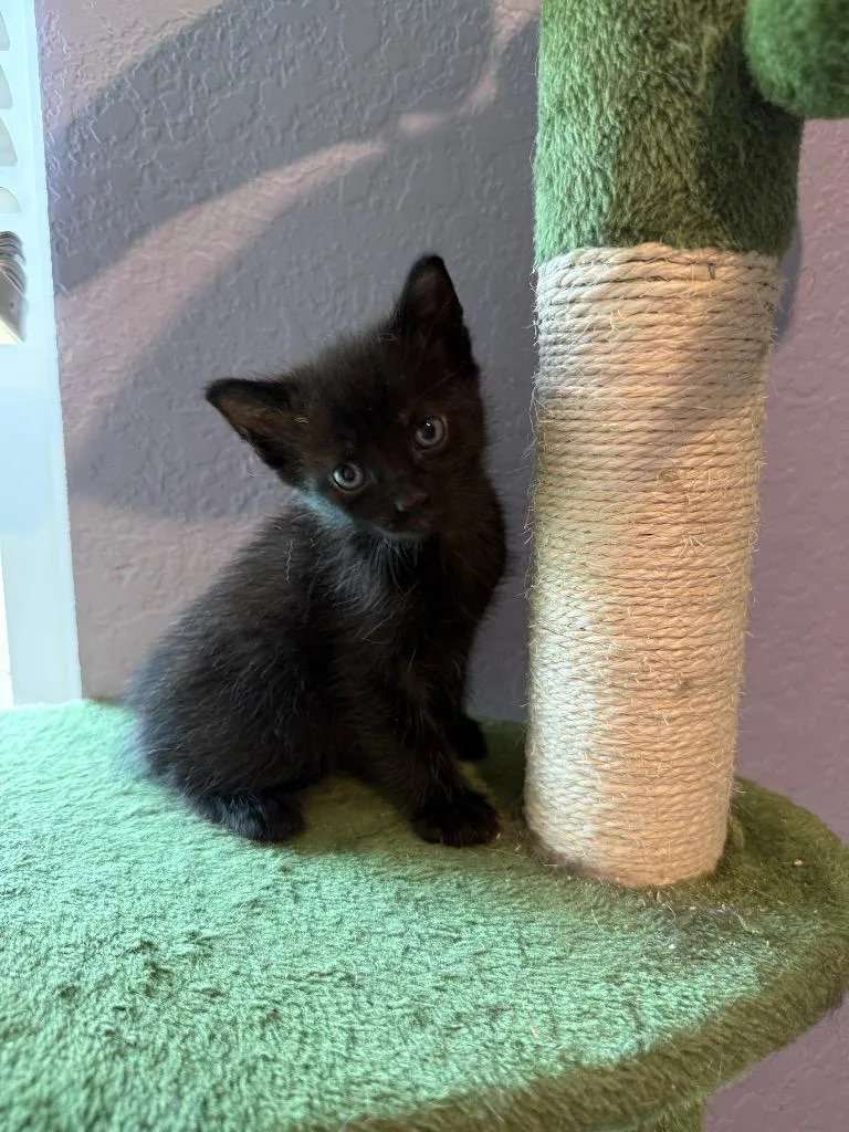 A baby small-sized male Siamese cat named Kuro for adoption in New Braunfels, TX