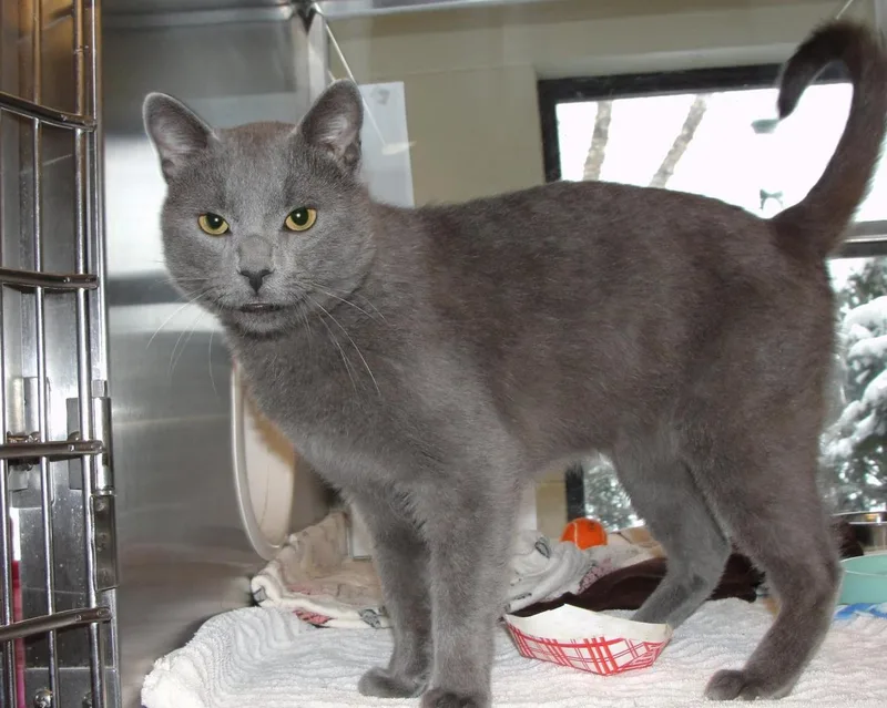 An adult medium-sized male Gray / Blue / Silver Domestic Short Hair cat named Sleet for adoption in Plover, WI
